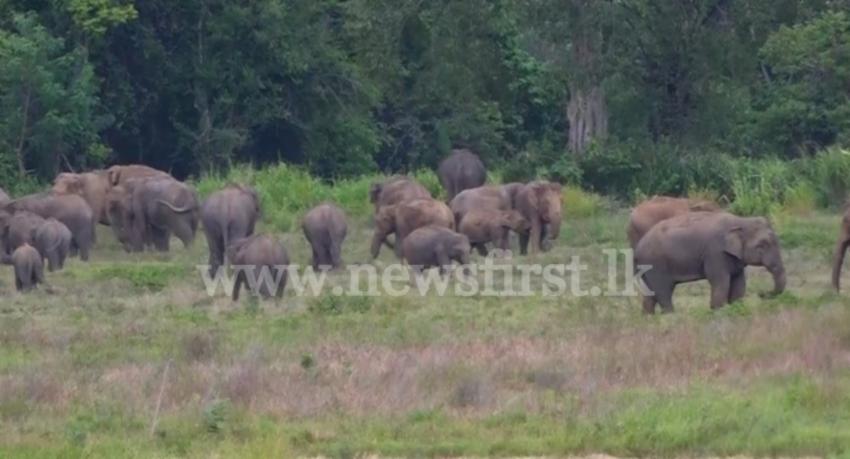 Elephant Attacks: 5 deaths in 48 hours